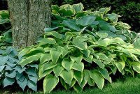 Low Maintenance Outdoor Plants