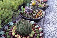 Outdoor Succulent Garden Ideas